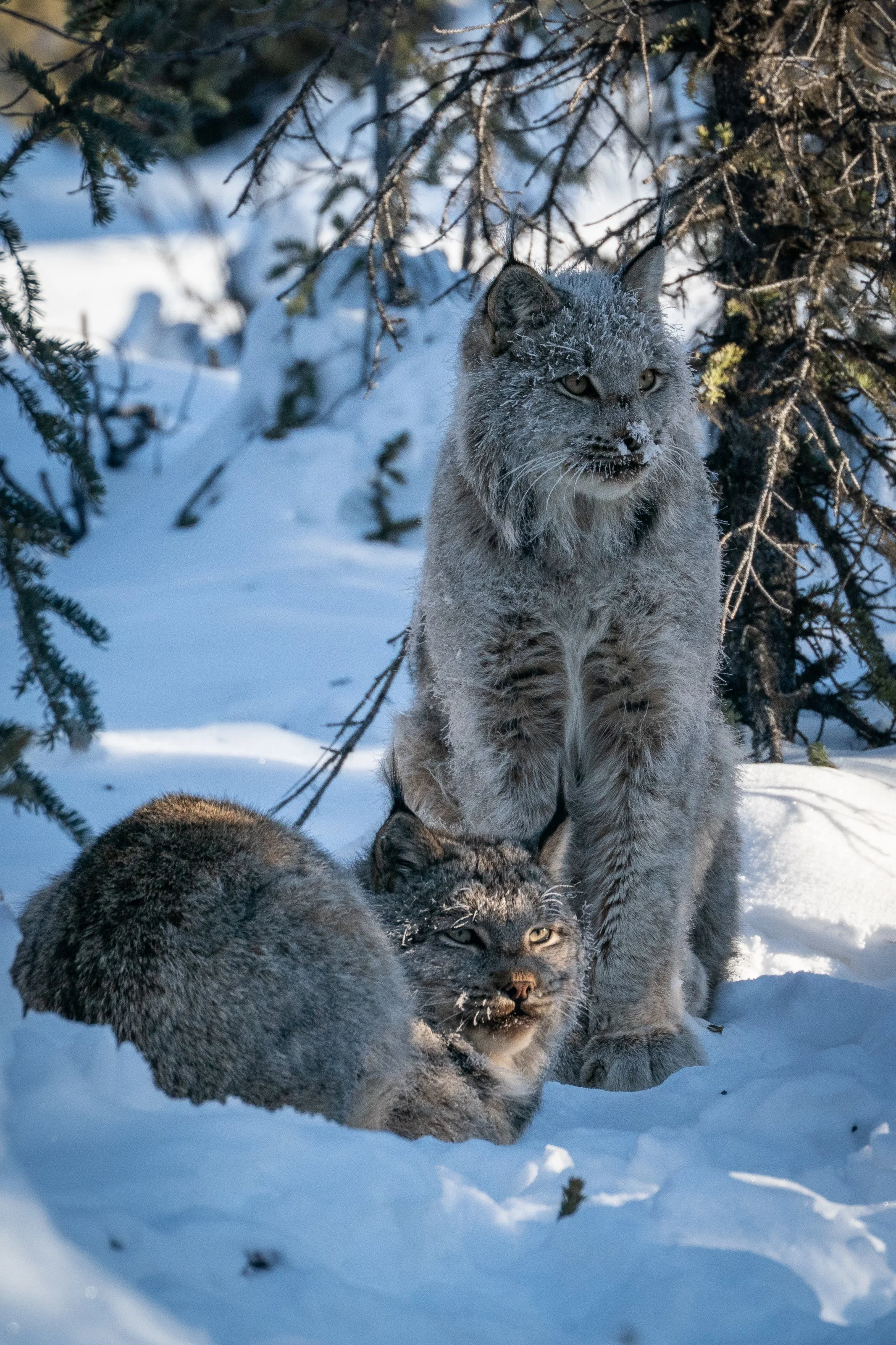 なつかしいLynx Lynx in Winter ~ Chapter 2 ~ — Nakashima Photography